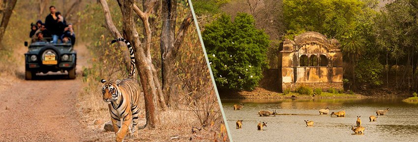 Wildlife in Rajasthan