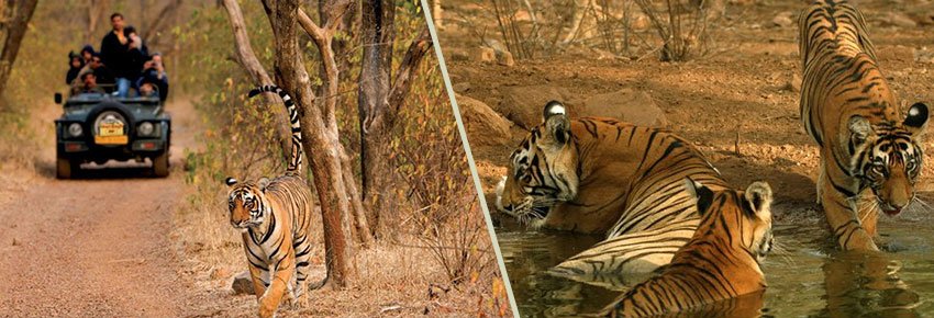 North India tiger safari