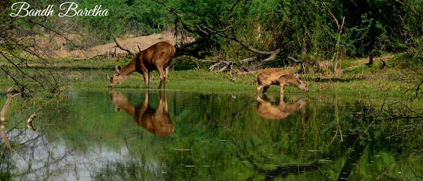 national parks in Rajasthan justwravel