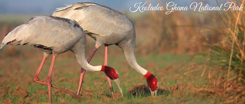 keoladeo-ghana-national-park
