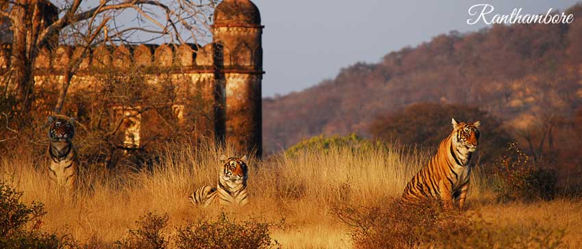 Ranthambore