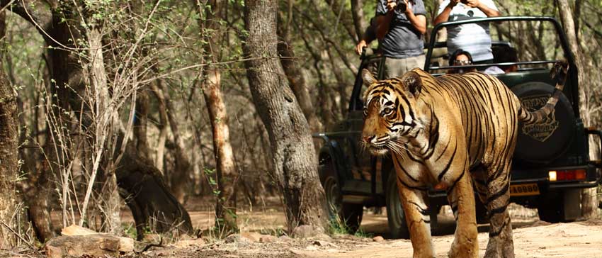 Safari at Ranthambore