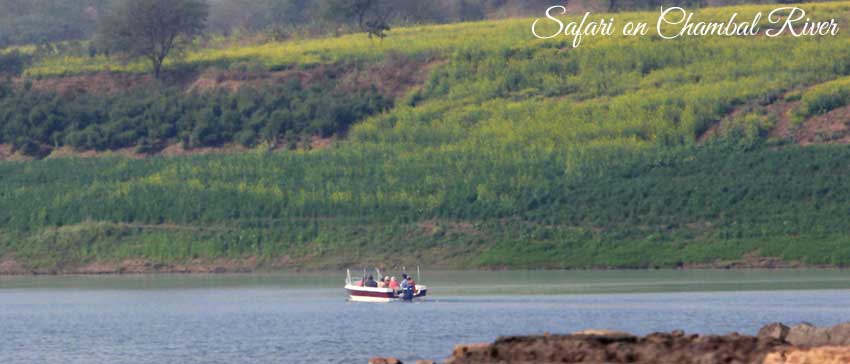 safari on chambal river