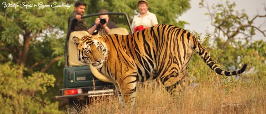 Wildlife Safari in Gajner Sanctuary