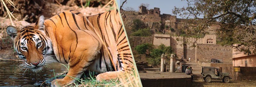 Ranthambhor National Park Safari