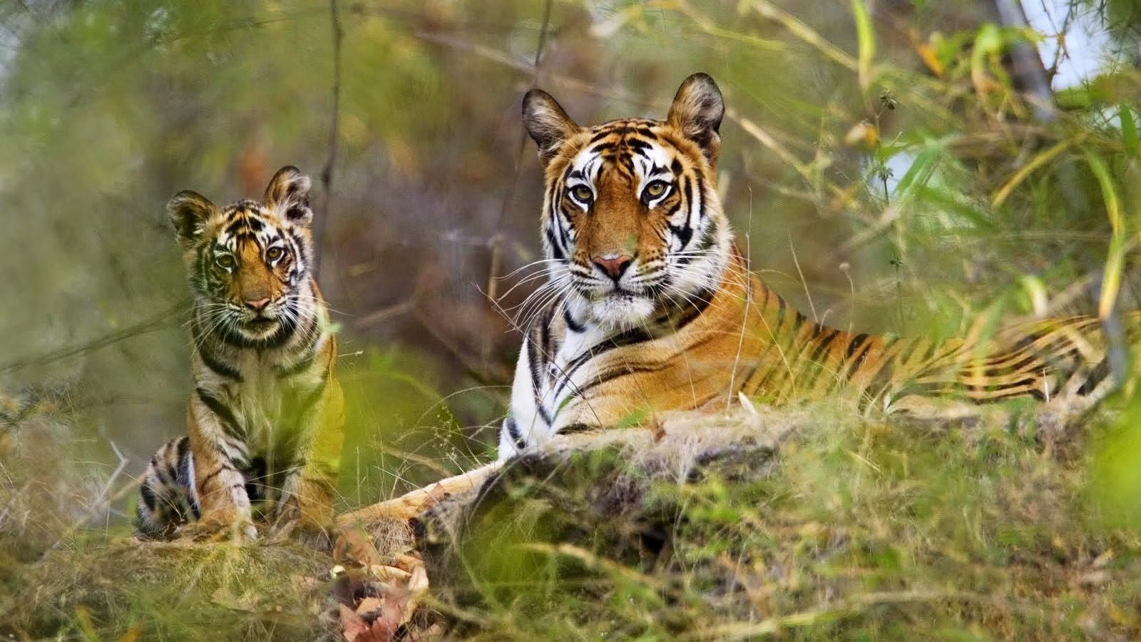Jaipur Sariska Jaipur Wildlife Tour